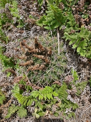 Gymnocalycium reductum