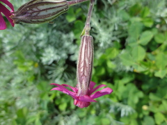 Silene ornata