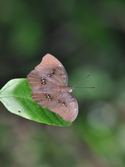 Bassarona dunya