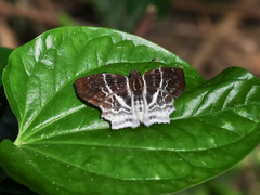 Odontoptilum pygela