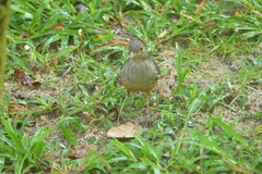 Turdus rufiventris