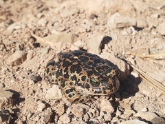 Bufotes boulengeri