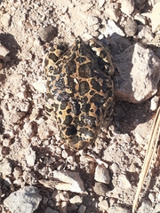 Bufotes boulengeri
