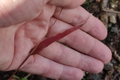Setaria verticillata