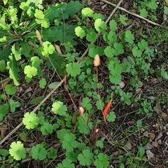 Setaria verticillata