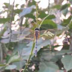 Trithemis pallidinervis