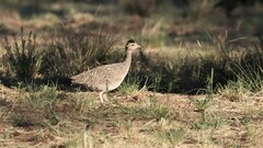 Nothoprocta cinerascens