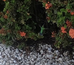 Chlorostilbon mellisugus