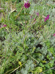 Silene ornata