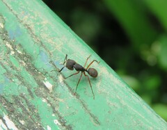 Camponotus rufipes