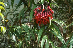 Coeligena bonapartei