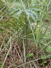 Arisaema consanguineum