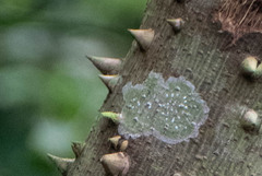 Arthoniomycetes