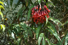 Coeligena bonapartei