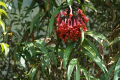 Coeligena bonapartei