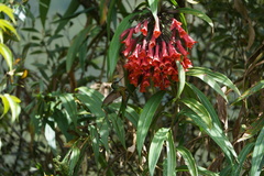 Coeligena bonapartei