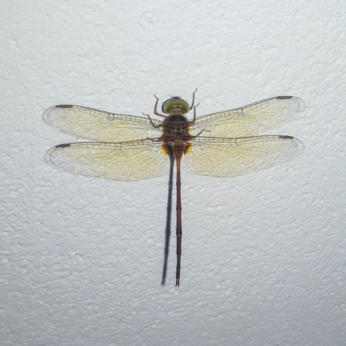 Photo of Dingy Dusk-darter (Zyxomma petiolatum)