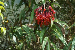 Coeligena bonapartei