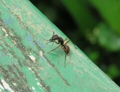 Camponotus rufipes