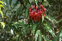 Coeligena bonapartei