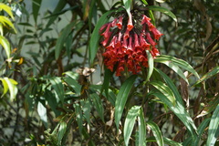 Coeligena bonapartei