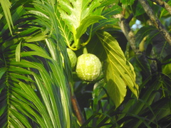 Artocarpus altilis
