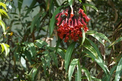 Coeligena bonapartei