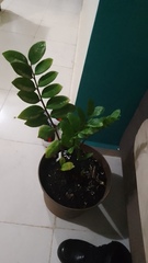 Zamioculcas