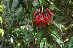 Coeligena bonapartei