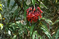 Coeligena bonapartei