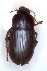 Harpalus luteicornis