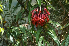 Coeligena bonapartei