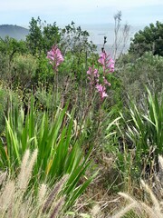 Watsonia