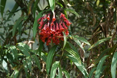 Coeligena bonapartei