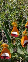 Calceolaria uniflora