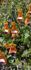 Calceolaria uniflora