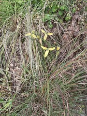 Albuca