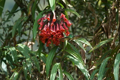 Coeligena bonapartei