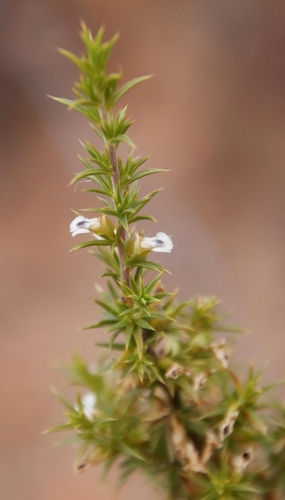 Image of Heathy Purplegorse (Muraltia ericifolia) by (c) Tony Rebelo, some rights reserved (CC BY-SA)