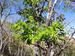 Stryphnodendron adstringens