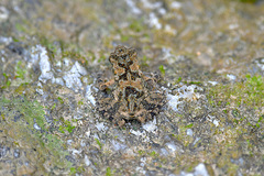 Phrynoidis asper