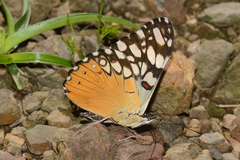 Hamadryas fornax