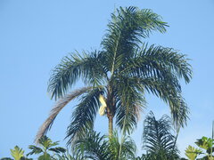 Bactris gasipaes