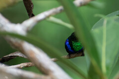Thalurania furcata