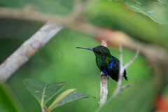 Thalurania furcata