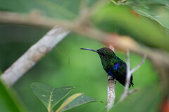 Thalurania furcata
