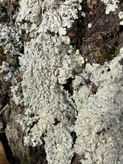 Myelochroa aurulenta