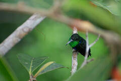 Thalurania furcata