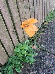 Papaver cambricum