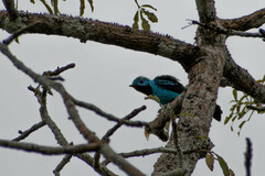 Cotinga cayana